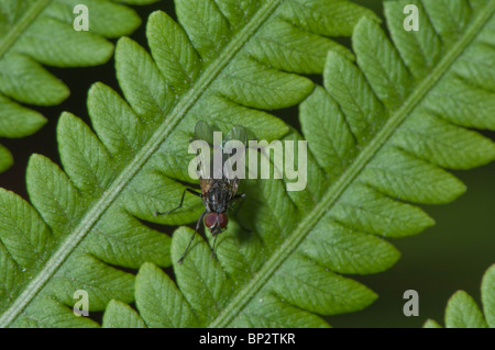 The small leaves of a common fern grow in a very efficient pattern. Stock Photo