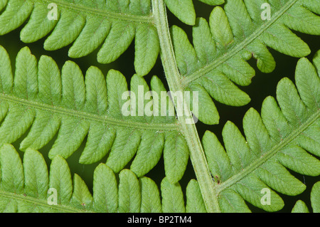 The small leaves of a common fern grow in a very efficient pattern. Stock Photo