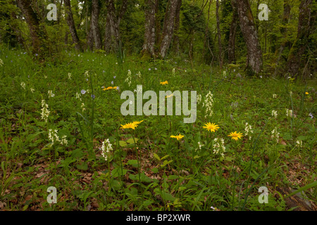 Deciduous woodland in spring with yellow Roman Marsh Orchids, blue Anemones etc at Bosco Quarto, Gargano Peninsula, Italy. Stock Photo