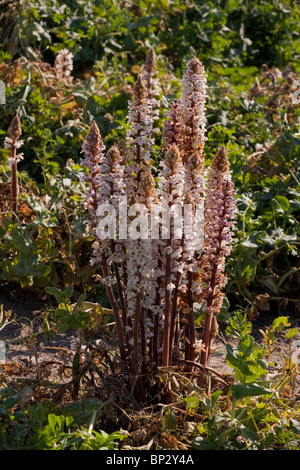 Bean Broomrape or Crenate Broomrape, Orobanche crenata parasitic on pea crop; Gargano Peninsula, Italy. Stock Photo