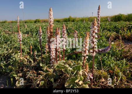 Bean Broomrape or Crenate Broomrape, Orobanche crenata parasitic on pea crop; Gargano Peninsula, Italy. Stock Photo
