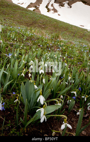 Masses of Caucasian Snowdrop Galanthus caucasicus (= G. alpinus) with Caucasian Anemone Stock Photo