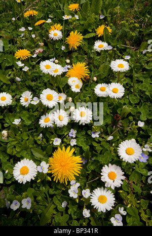 Daisies, Dandelions and Slender Speedwell in grassland or lawn. Stock Photo