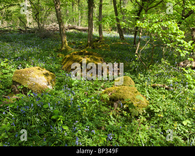 BLUE BELLS AND ROCKS COVERED WITH MOSS IN WOODS WYE VALLEY Stock Photo