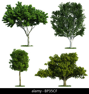 set of four trees isolated against pure white, Crack willow, Oak, Maple ...
