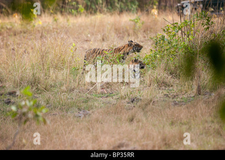 A pair of tiger cubs (Panthera tigris) in habitat in India Stock Photo