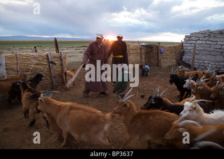 A nomadic family of the Mongolian steppe , with their livestock Stock ...