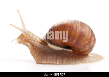 the garden snail in front of white background Stock Photo