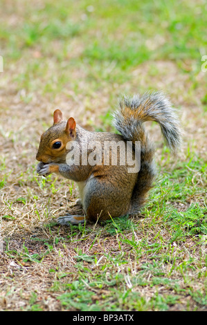 Grey Squirrel, London, United Kingdom Stock Photo