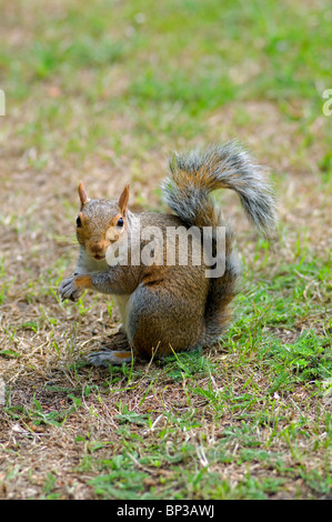 Grey Squirrel, London, United Kingdom Stock Photo