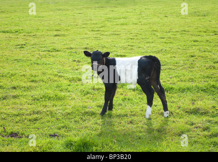 black with white dutch lakenvelder calf Stock Photo