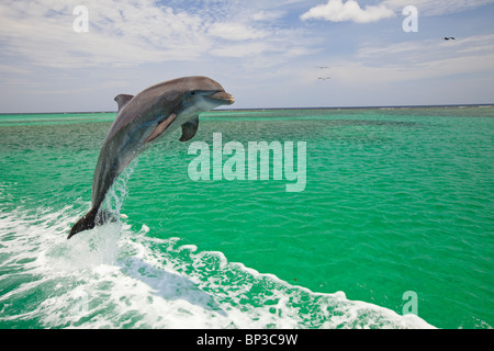 Roatan, Bay Islands, Honduras; A Bottlenose Dolphin (Tursiops Truncatus) Jumping Out Of The Water At Anthony's Key Resort Stock Photo