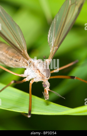 Extreme close up of a Crane fly on grass, Tipulidae species showing the long halteres. Stock Photo
