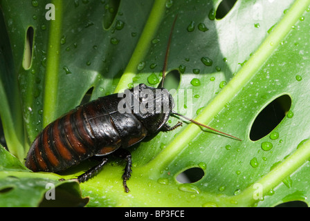Hissing Cockroach Stock Photo
