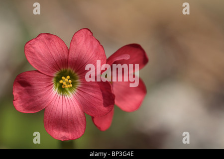 Small Cute Rose Branch Bouquet Flowers In Woman Hand Or Bucket Stock 