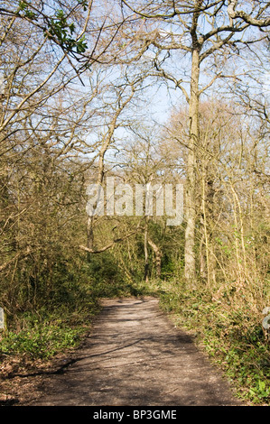 A path in Ravensbourne Woods, Beckenham Place Park, South London, England Stock Photo