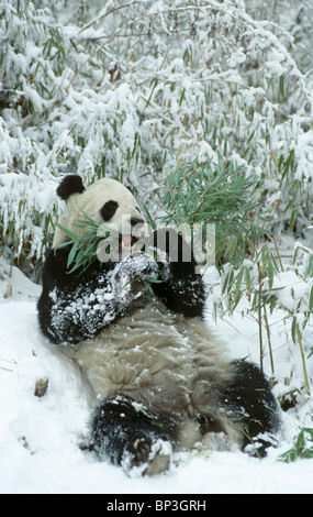Giant panda lies back in snow after feeding, Wolong China, January. Stock Photo