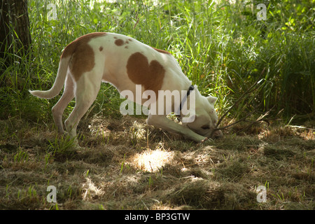 Mixed breed farm dog, Hampshire, England, United Kingdom. Stock Photo