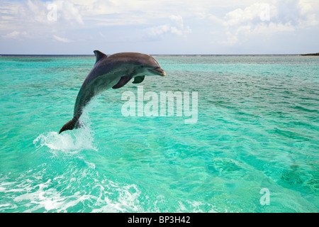 Roatan, Bay Islands, Honduras; A Bottlenose Dolphin (Tursiops Truncatus) Jumping Out Of The Water At Anthony's Key Resort Stock Photo