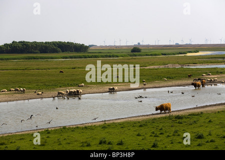 grazing cattle, Eidermündung, Germany Stock Photo