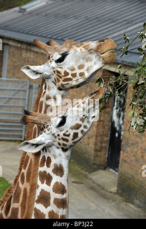 Two giraffes eating leaves in London Zoo. Stock Photo