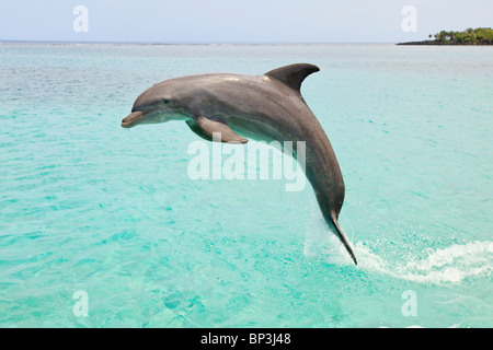 Roatan, Bay Islands, Honduras; A Bottlenose Dolphin (Tursiops Truncatus) Jumping Out Of The Water At Anthony's Key Resort Stock Photo