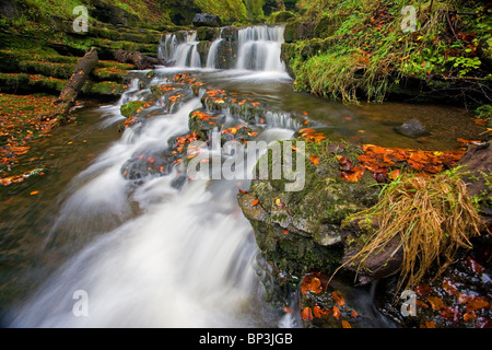 Small waterfalls falls or rapids at Scaleber Force Wood in Autumn, near Settle, Yorkshire Dales, UK Stock Photo