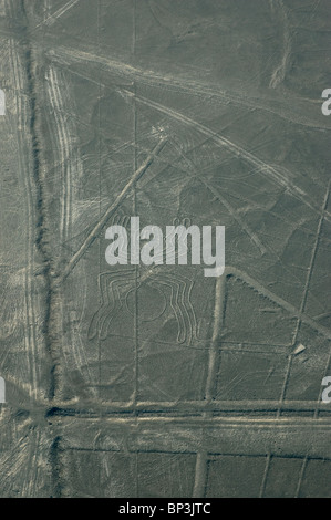 The Spider geoglyph figure of the Nazca Lines in the Pampas de Jumana, Peru. Stock Photo