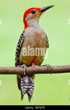 Red-bellied Woodpecker (Melanerpes carolinus) Stock Photo