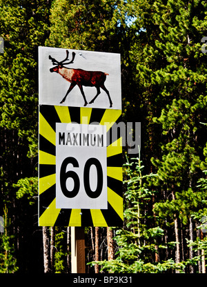 traffic sign with speed limit showing caribou, Canada Stock Photo