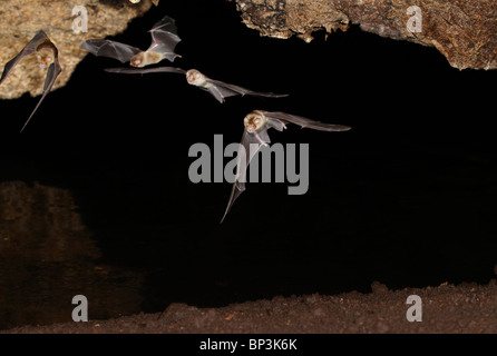 African trident bats (Triaenops afer) flying in cave, Kenya Stock Photo