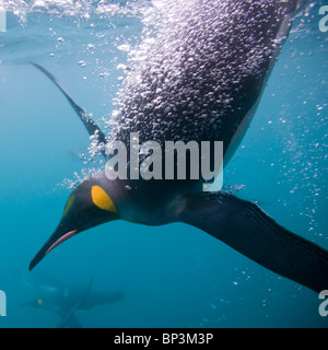 Antarctica, South Georgia Island , Underwater view of King Penguins (Aptenodytes patagonicus) swimming in Right Whale Bay Stock Photo