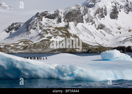 UK Territory, South Georgia Island, Cooper Bay. Gentoo penguins on iceberg. Stock Photo