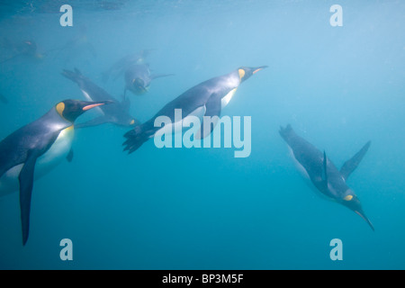 Antarctica, South Georgia Island , Underwater view of King Penguins (Aptenodytes patagonicus) swimming in Right Whale Bay Stock Photo