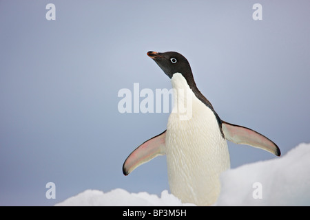 Antarctica South Shetland Islands. An adult Adelie penguin stretches its flippers while standing on the edge of a small iceberg Stock Photo