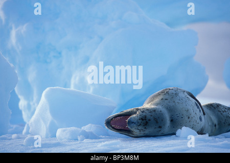 Antarctica, Boothe Island, Leopard Seal (Hydrurga leptonyx) hauled out on iceberg near Port Charcot and Lemaire Channel Stock Photo