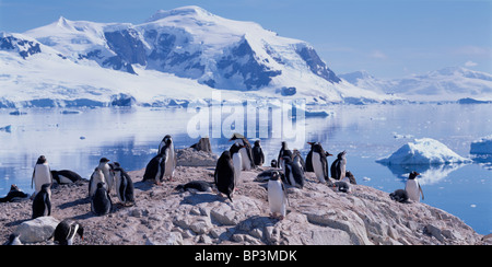 Antarctica, Gentoo Penguin  rookery on Cuverville Island with S/V Sarah Vorwerk anchored along Antarctic Peninsula Stock Photo