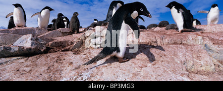 Antarctica, Petermann Island, Adelie Penguins (Pygoscelis adeliae) with young chicks in rookery southwest of Lemaire Channel