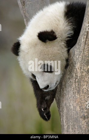 Young giant panda cub in fork of tree, Wolong, China Stock Photo