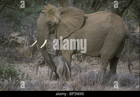 Mother elephant reassuring new born baby elephant calf only a few hours by touching with trunk Samburu National Reserve Kenya Stock Photo