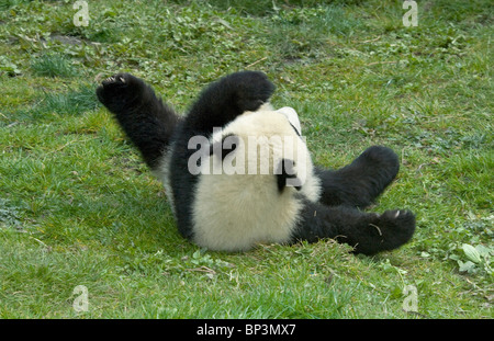 5 month old giant panda cub rolls on ground, Wolong China Stock Photo