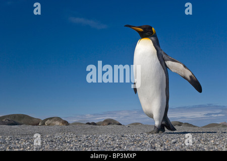 UK Territory, South Georgia Island, St. Andrews Bay. King penguin marching. Stock Photo