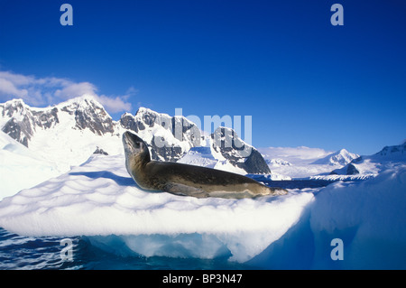 Antarctica, Boothe Island, Leopard Seal (Hydrurga leptonyx) hauled out on iceberg southwest of Lemaire Channel Stock Photo