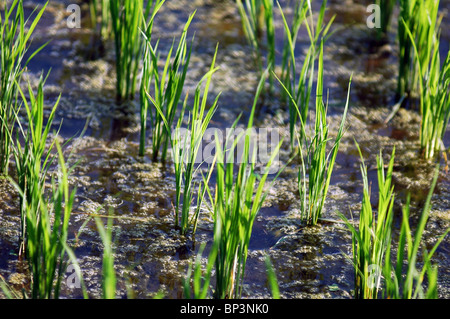 Myanmar, Inle, Young green sprouts of rice Stock Photo