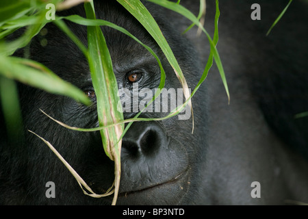 Africa, Uganda, Bwindi Impenetrable National Park, Adult Mountain Gorilla (Gorilla gorilla beringei) in rainforest Stock Photo