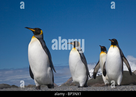 UK Territory, South Georgia Island, St. Andrews Bay. King penguins marching. Stock Photo