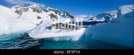 Antarctica, Boothe Island, Leopard Seal (Hydrurga leptonyx) hauled out on iceberg near Port Charcot and Lemaire Channel Stock Photo