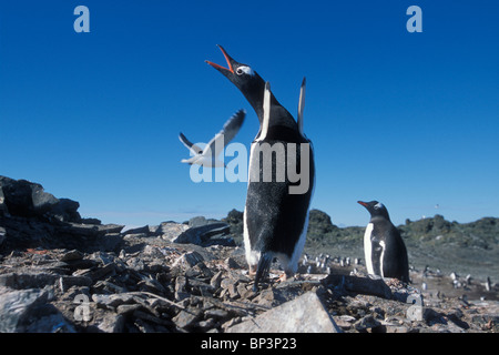 Antarctica, Livingston Island, Hannah Point, Gentoo penguin (Pygoscelis papua) warns passing gull in rookery in morning sun Stock Photo