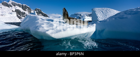 Antarctica, Boothe Island, Leopard Seal (Hydrurga leptonyx) hauled out on iceberg near Port Charcot and Lemaire Channel Stock Photo