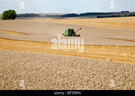 HARVESTING WHEAT Stock Photo